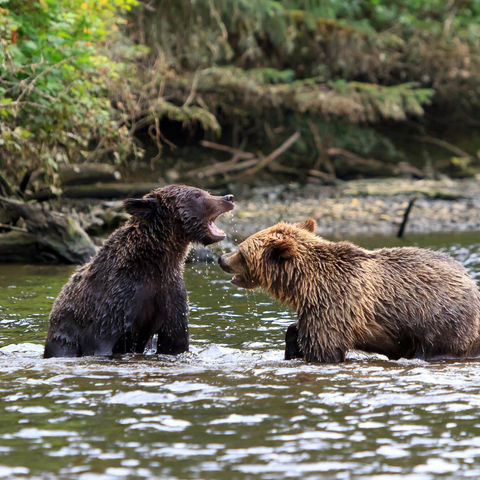 canada grizzly bears knight inlet british columbia istk