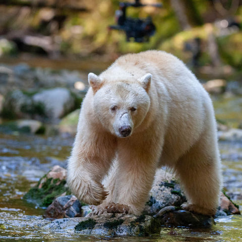 canada kermode bear in great bear rainforest bc istk