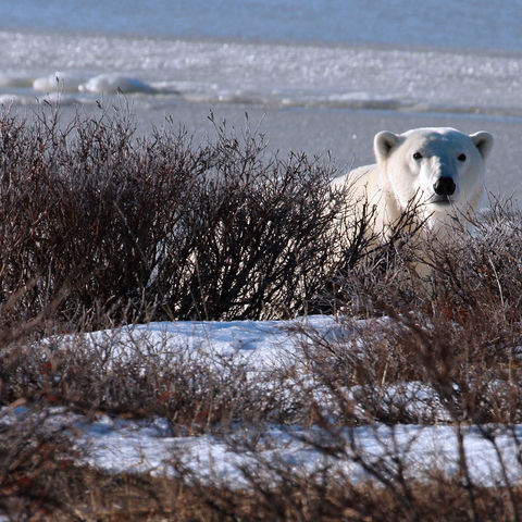 canada manitoba polar bear tundra istk