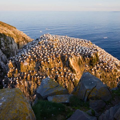 Cape St Mary gannet colony