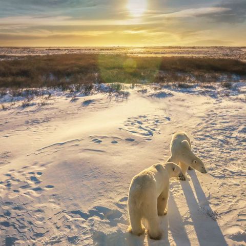 canada polar bears on tundra at sunset churchill istk