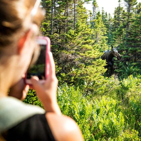 canada spotting moose on skyline trail cape breton nova scotia tb