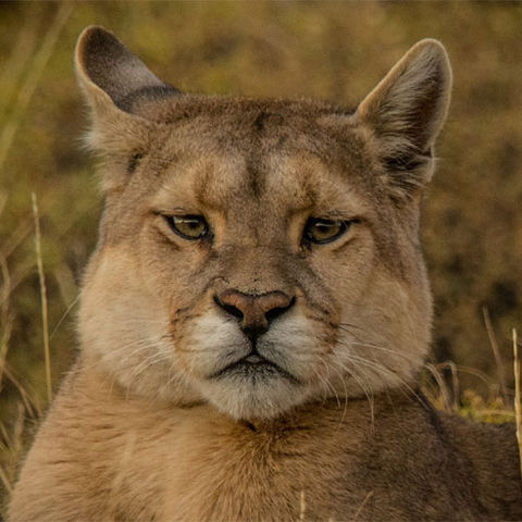 chile patagonia wildlife puma