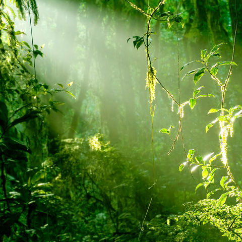 costa rica rainforest istk