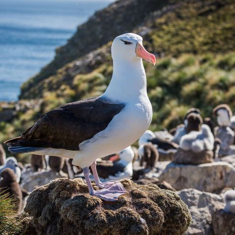 falkland islands black browed albatross istk