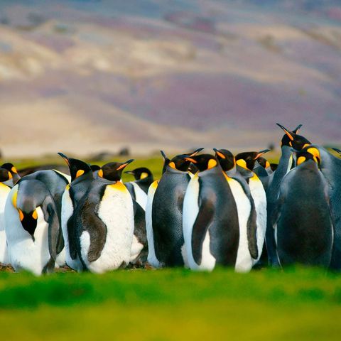 falkland islands king penguins istk