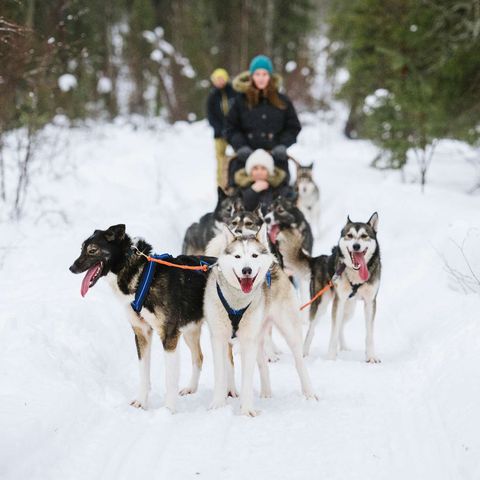 finnish lapland husky sledding adventure vf