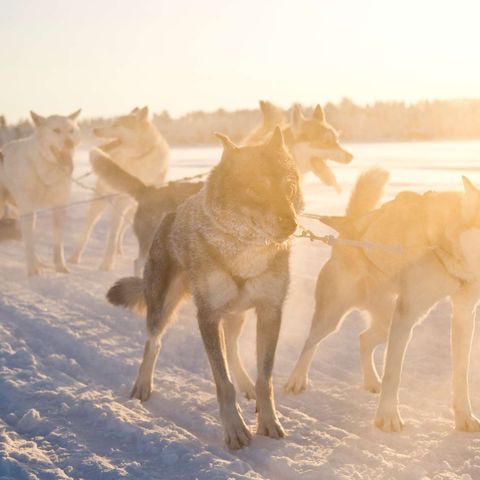 finnish lapland nellim husky sledding winter sun