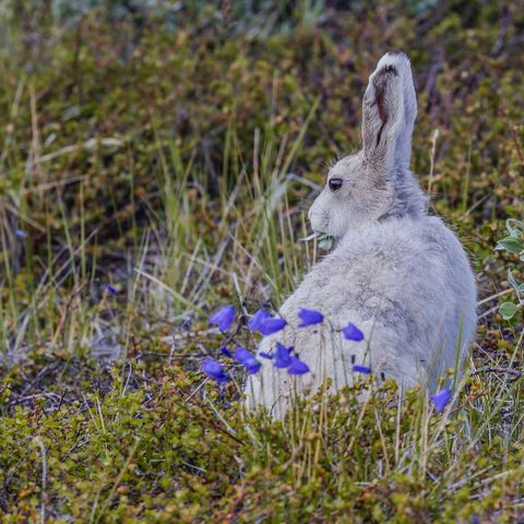 greenland arctic hare among wildflowers vg