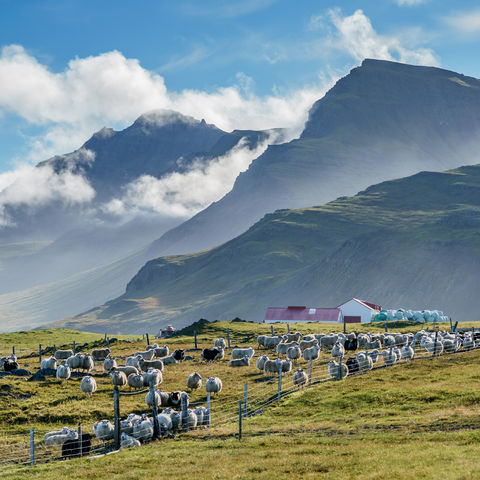 iceland east fjords highland sheep farm rth