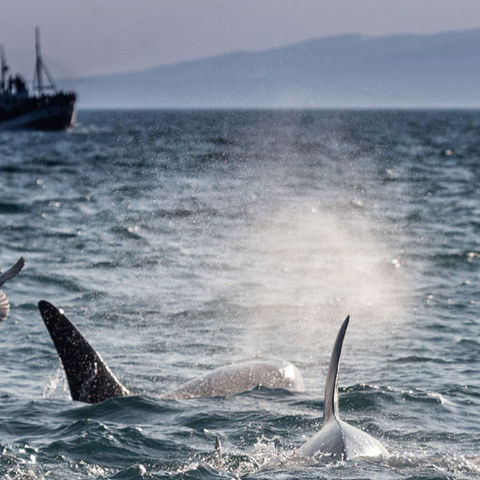 iceland grundafjordur orca watching rth