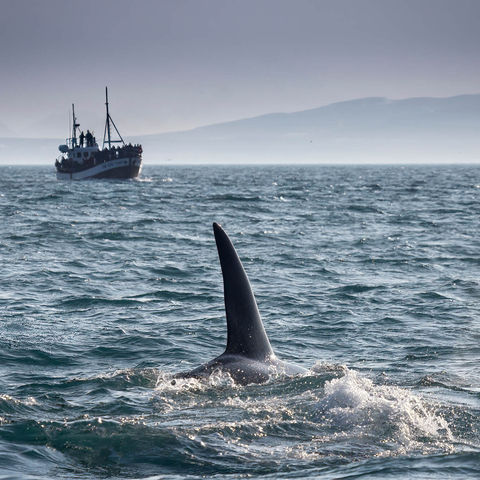 iceland orca watching off snaefellsnes peninsula rth