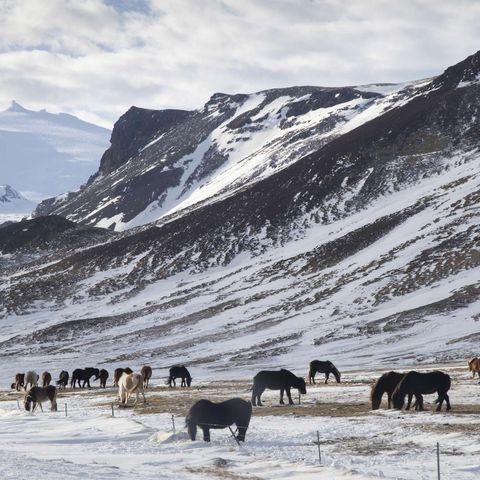 iceland snaefellsnes horses in winter astk