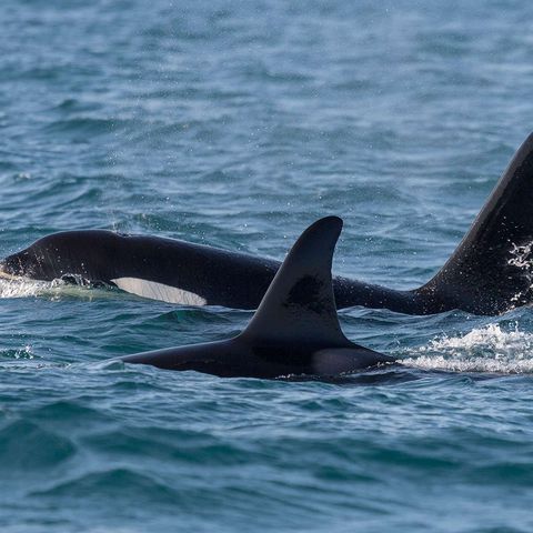 iceland snaefellsnes orcas grundarfjordur rth