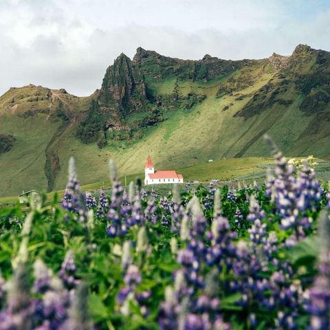 iceland south west church at vik lupins gt