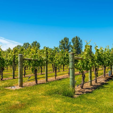 new zealand hawkes bay vineyard istk