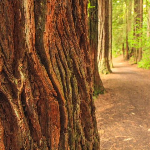 new zealand redwood forest path rotorua istk