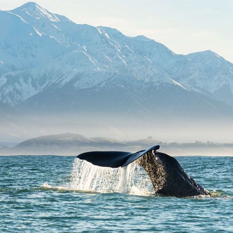 new zealand sperm whale kaikoura tb