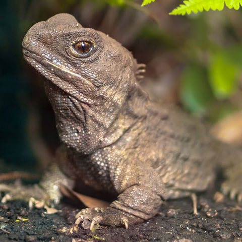 new zealand tuatara istk