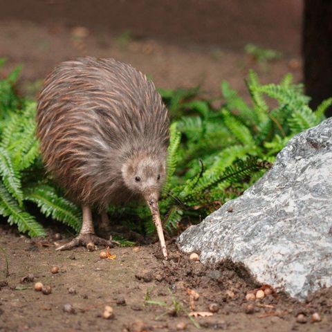 new zealand wildlife brown kiwi astk