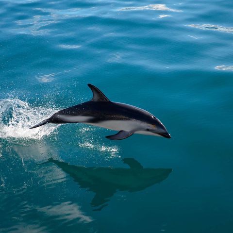 new zealand wildlife dusky dolphin kaikoura istk
