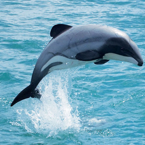 new zealand wildlife hectors dolphin bcc