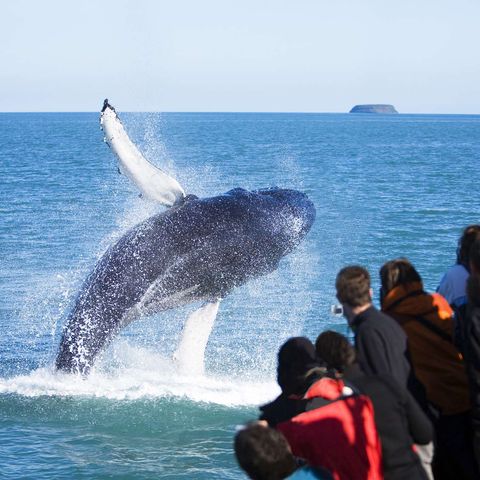 north iceland husavik humpback whale breaching ns