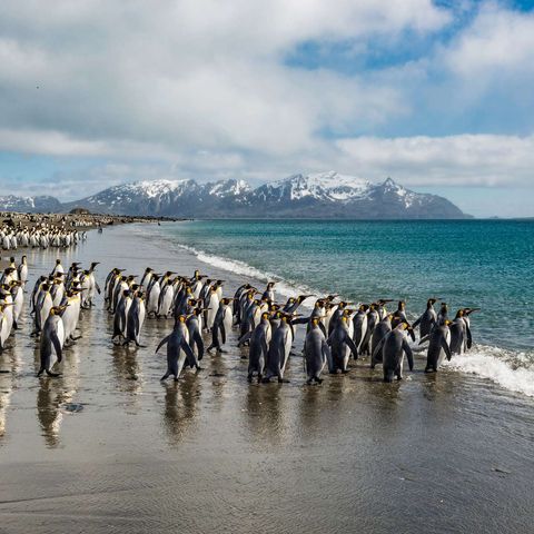 south georgia salisbury plain king penguins beach istk