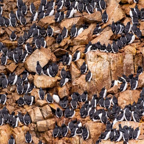 spitsbergen brunnichs guillemots alkefjellet birdcliff istk