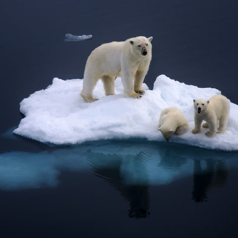 spitsbergen polar bear and cubs db