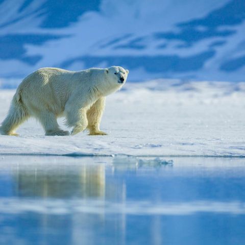 spitsbergen polar bear reflection astk