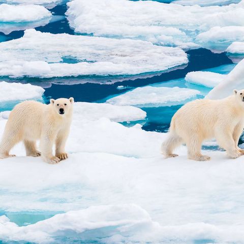 svalbard polar bears on pack ice barentsoya astk