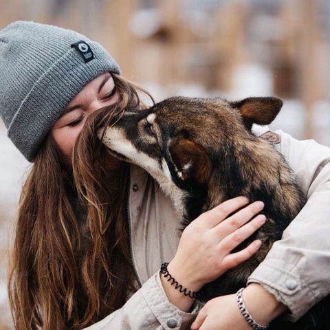 sweden husky greeting arceur