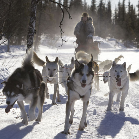 sweden lapland husky sledding rth