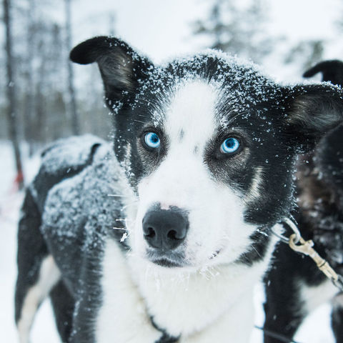 swedish lapland icehotel blue eyed husky gte