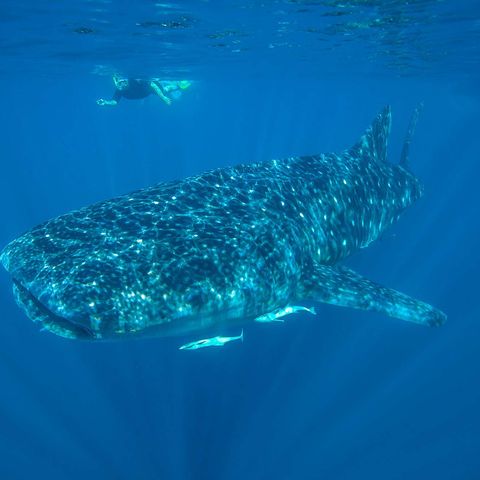 western australia snorkelling with whale shark at ningaloo reef istk