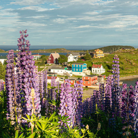 artisan-inn-trinity-view