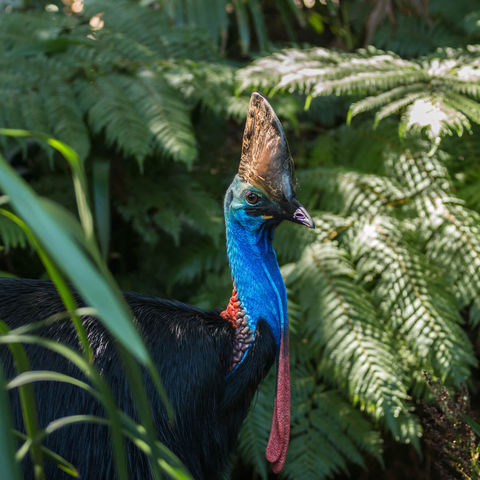 cassowary-bird