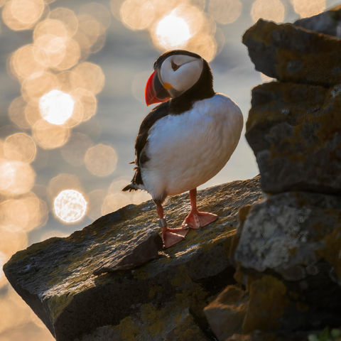 Puffin spotting at Latrabjarg bird cliffs, Iceland's West Fjords