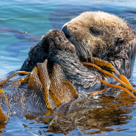 sea-otter-istk
