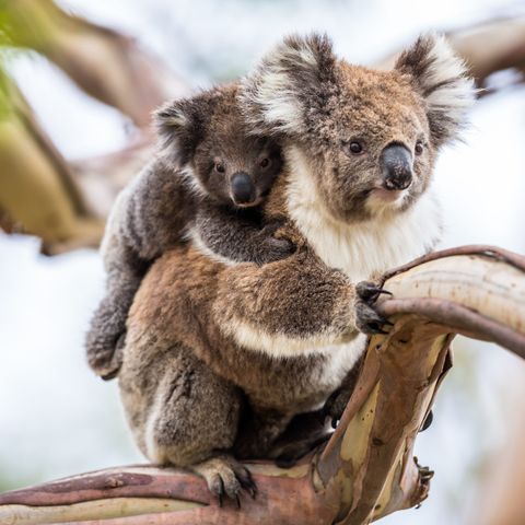 Koala mother with joey on her back, Australia