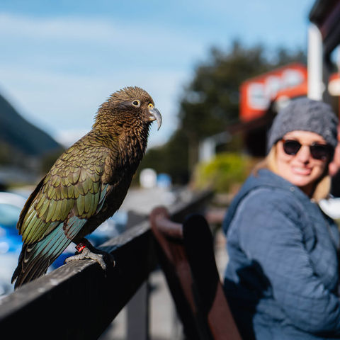 new-zealand-kea-at-arthurs-pass-cnz