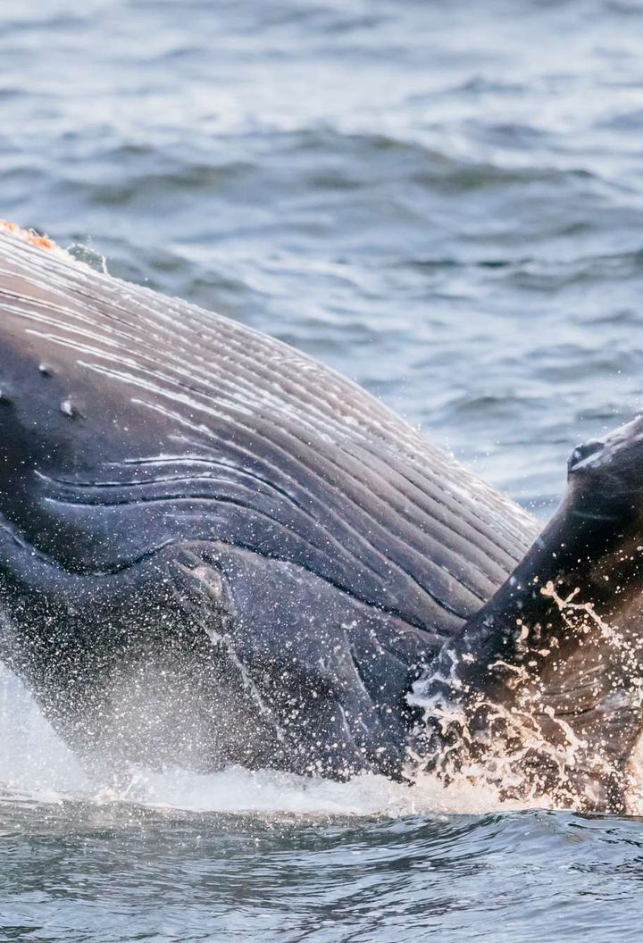 Humpback whale