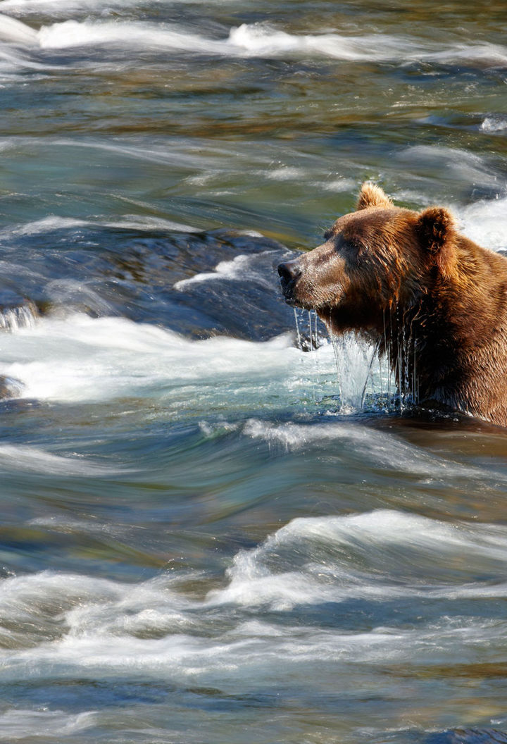 alaska southwest katmai np bears atia