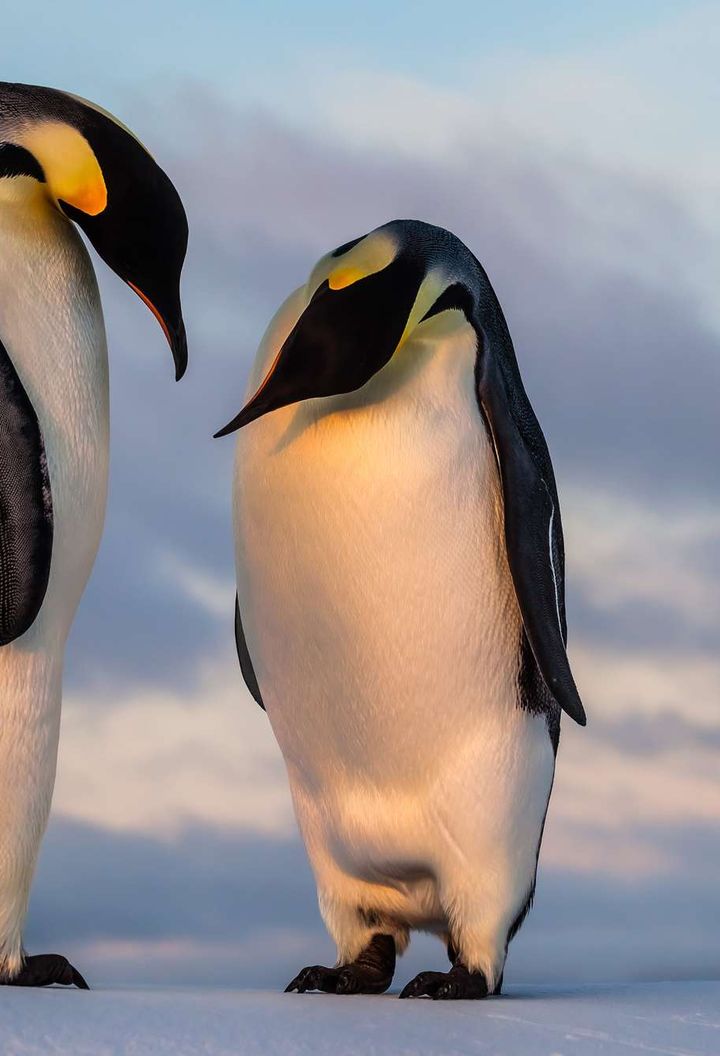 antarctica emperor penguin couple istk