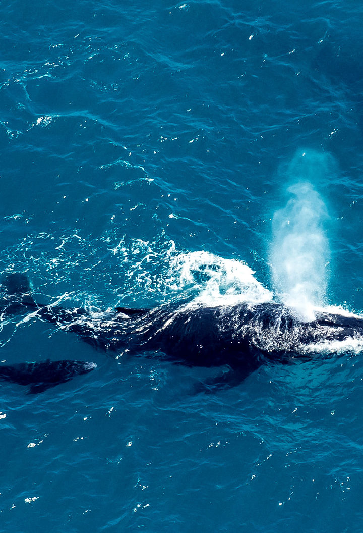 antarctica falkland islands aerial shot humpback and calf istk