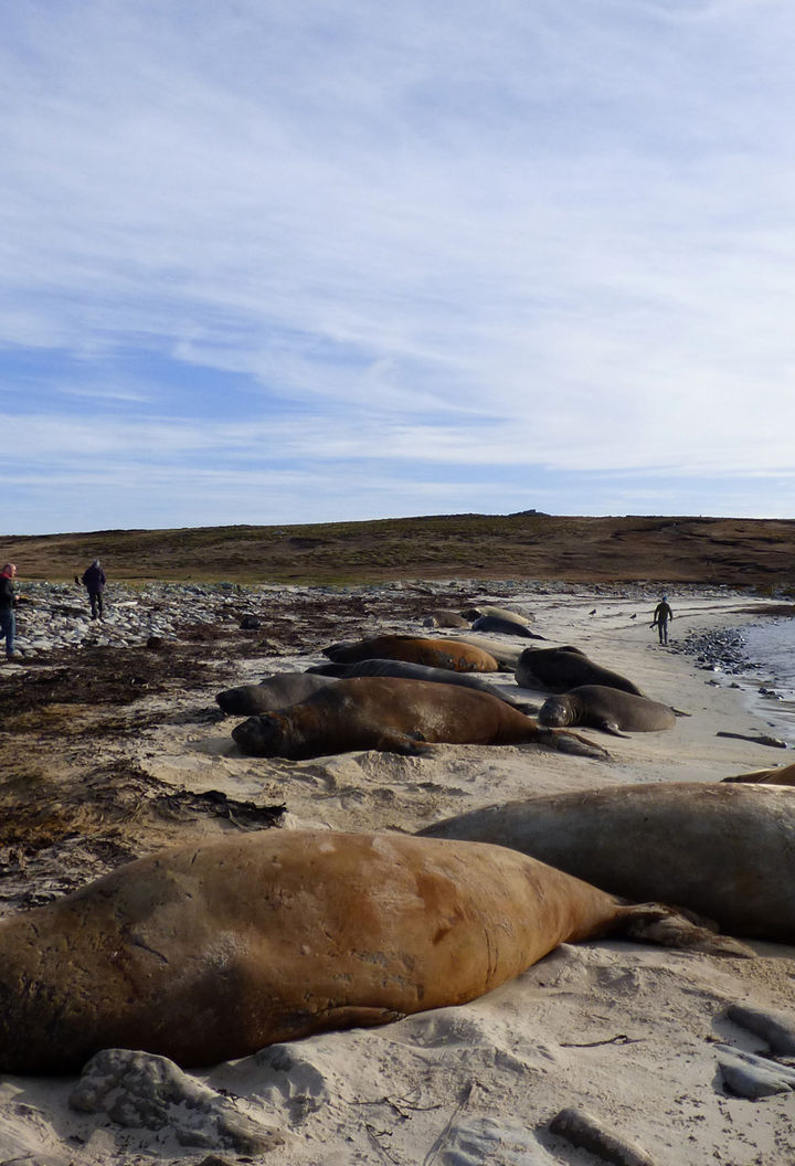 antarctica falkland islands elephant seals gt