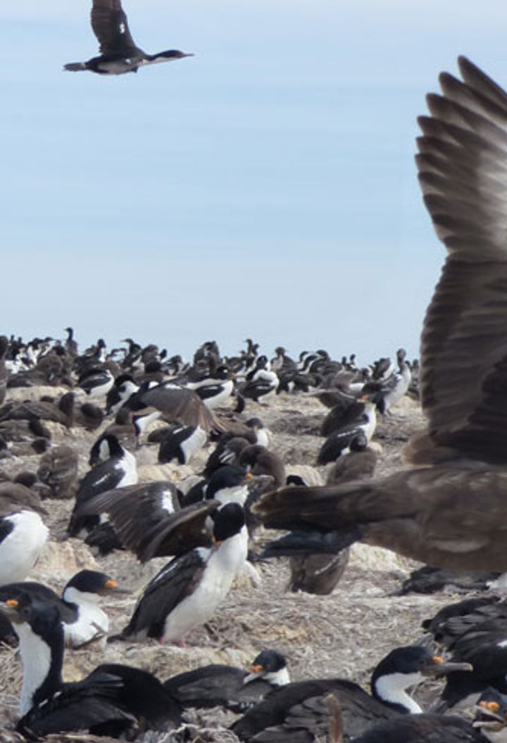 antarctica falklands bleaker island skua