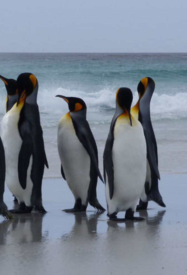 antarctica falklands volunteer point king penguins beach