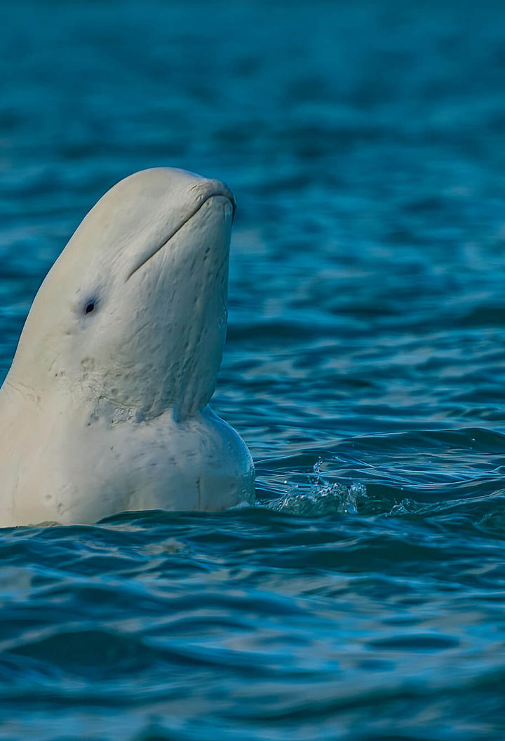 arctic beluga whale spy hopping somerset island canada istk